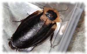 blaberus craniifer black wing